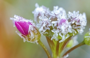 Wiesenschaumkraut