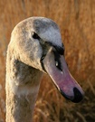 Schwan (ND)