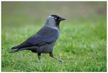 Corvus monedula ND