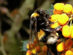 Erdhummel