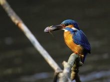 Eisvogel in Sonne