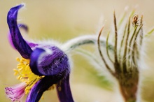 minispinne auf pulsatilla [ND]