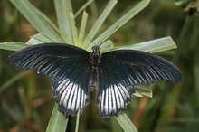 Schmetterling