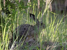 Osterhase.  Nd