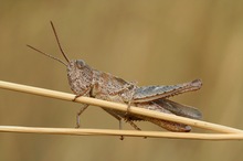 Grashüpfer in Sonnenwind ND