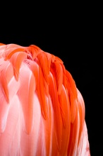 [ZO]  Flamingo mal anders ...