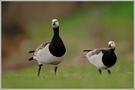 Weisswangengans (Branta leucopsis)