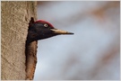 Schwarzspecht (ND)