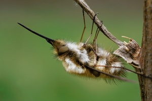 Großer Wollschweber (ND)