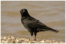 Corvus Corone ND