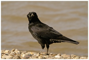 Corvus Corone ND