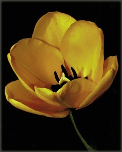 Tulpe