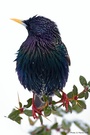 Star - Sturnus vulgaris (ND)