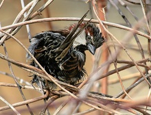 Der Feldsperling (Passer montanus Linnaeus) ND