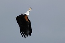 Schreiseeadler in Balz