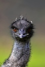 Emu ZO