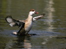Kolbente (Netta rufina)