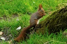 Eichhörnchen (ND)