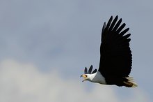 Schreiseeadler schreiend ND