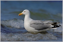 Silbermöwe (Larus argentatus)