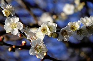 Japanische Kirschblüte...