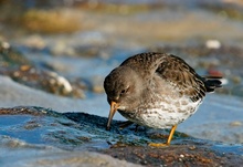 Meerstrandläufer (Calidris maritima) - ND