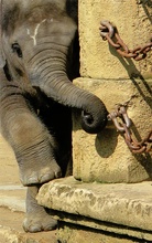 Elefantenjunges auf Entdeckungstour (ZO)