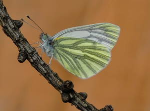 Angeblich Wald-Schmetterlinge :-) ND