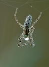 Spinne