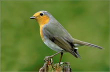 KD Rotkehlchen (Erithacus rubecula)