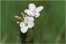 Wiesenschaumkraut