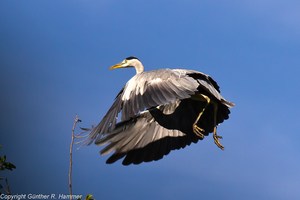 Der hat ja ´nen Schatten