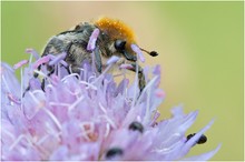 Trichius fasciatus