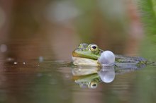 Maifrosch