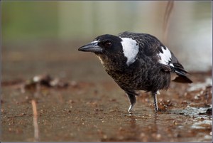 „Der Flötenvogel ...“