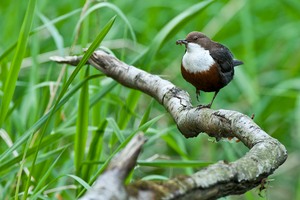 Wasseramsel mit Futter