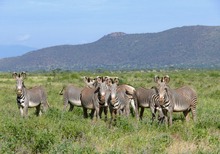 Grevyzebra (Equus grevyi) meine Sorgenkinder – Samburu – Kenya