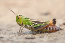 Stenobothrus lineatus