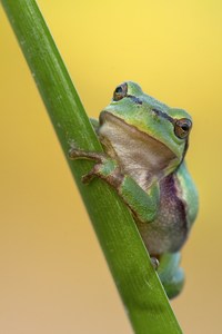 Hyla arborea ...