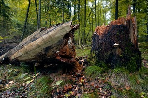 Die Sprengkraft der Pilze