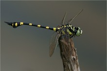 * Ictinogomphus decoratus, dunkle Variante *