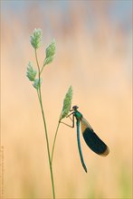 ~Calopteryx splendens~