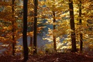 Herbstwald