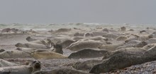 Sturm auf der Düne