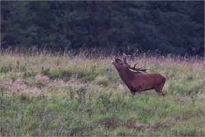 Hirschbrunft ...