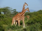Fighting Giraffes - kämpfende Giraffen
