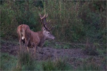 Hirschbrunft II ..