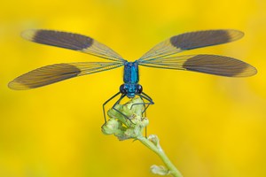 Calopteryx splendens