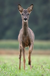 Große Augen