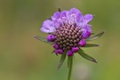 Tauben-Skabiose (Scabiosa columbaria)